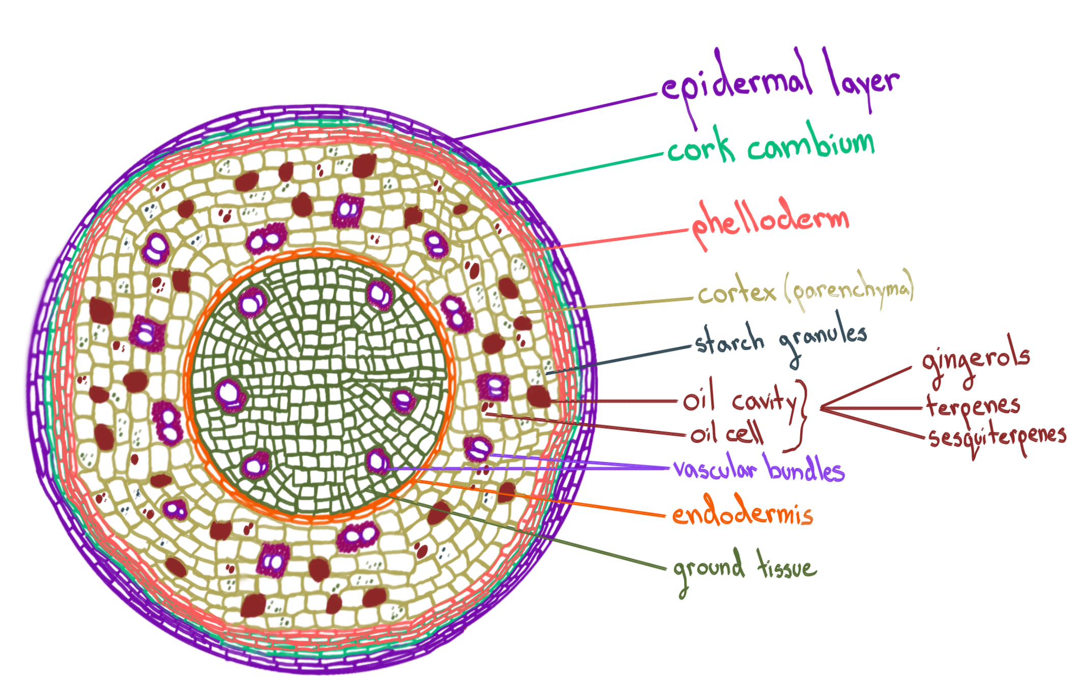 Crosssection