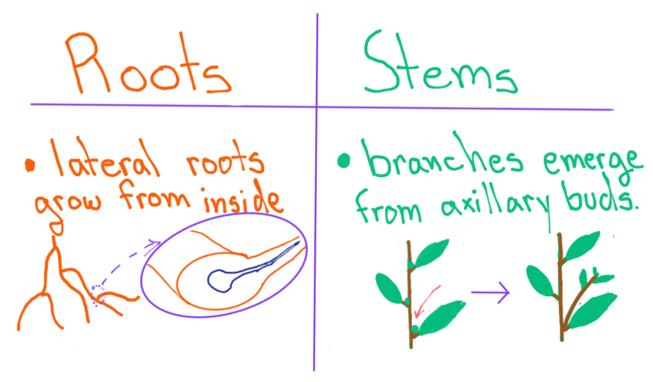 rootvsstem